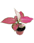Aglaonema 'Eastern Red'
