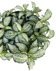 Fittonia albivenis 'White Tiger'