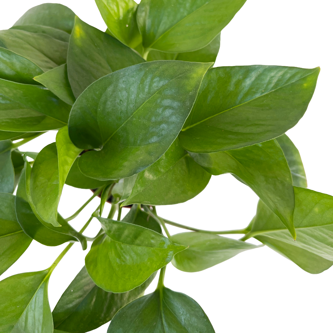 Epipremnum aureum 'Jade' (Jade Pothos)