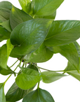 Epipremnum aureum 'Jade' (Jade Pothos)
