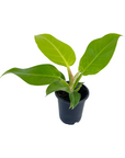 Philodendron 'Moonlight'
