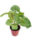 Syngonium podophyllum 'Gold Allusion'