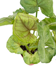 Syngonium podophyllum 'Gold Allusion'