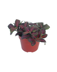 Fittonia albivenis 'Red'