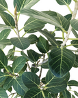 Ficus benghalensis 'Audrey'