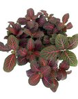 Fittonia albivenis 'Red'