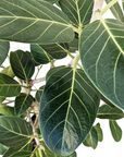 Ficus benghalensis 'Audrey'