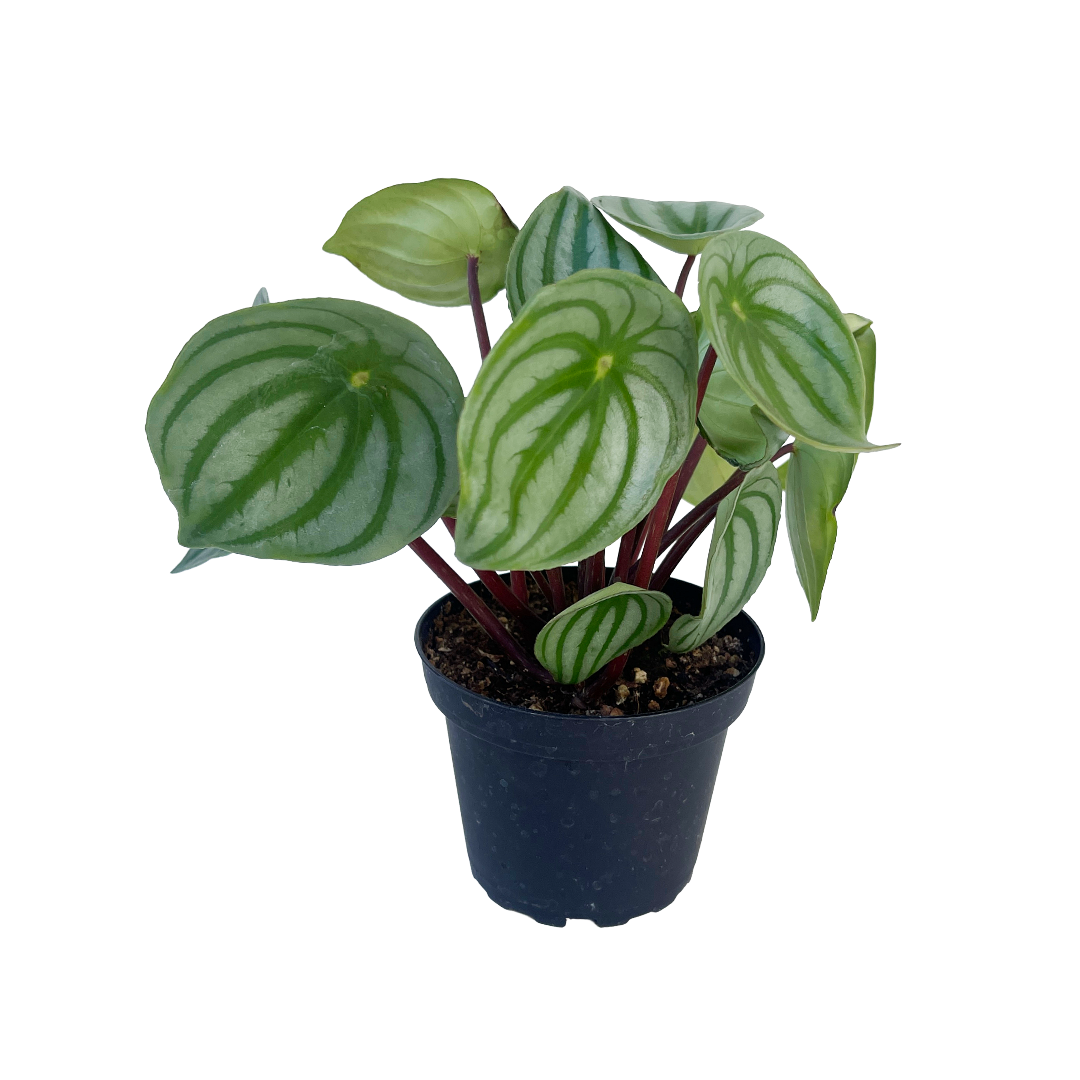 Peperomia argyreia (Watermelon Peperomia)