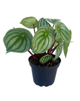 Peperomia argyreia (Watermelon Peperomia)