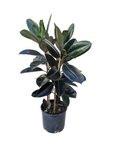 Ficus elastica 'Burgundy'
