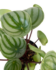 Peperomia argyreia (Watermelon Peperomia)