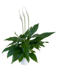 Spathiphyllum wallisii (Peace Lily)