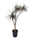Dracaena marginata