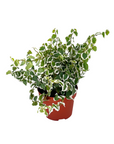 Ficus pumila 'Variegata' (Creeping Fig)