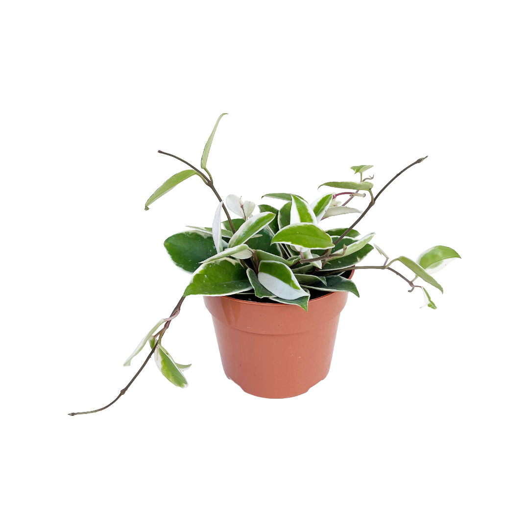 Hoya carnosa 'Krimson Queen' - Thumbnail 2