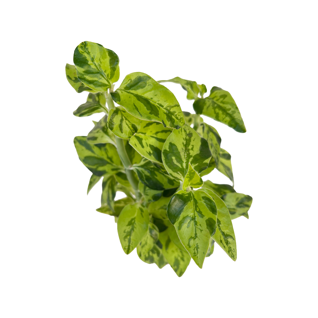 Euphorbia tithymaloides 'Splish Splash'