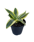 Sansevieria trifasciata 'Golden Hahnii'