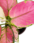 Aglaonema 'Eastern Red'
