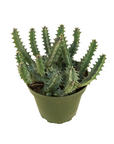 Huernia zebrina (Lifesaver Plant)