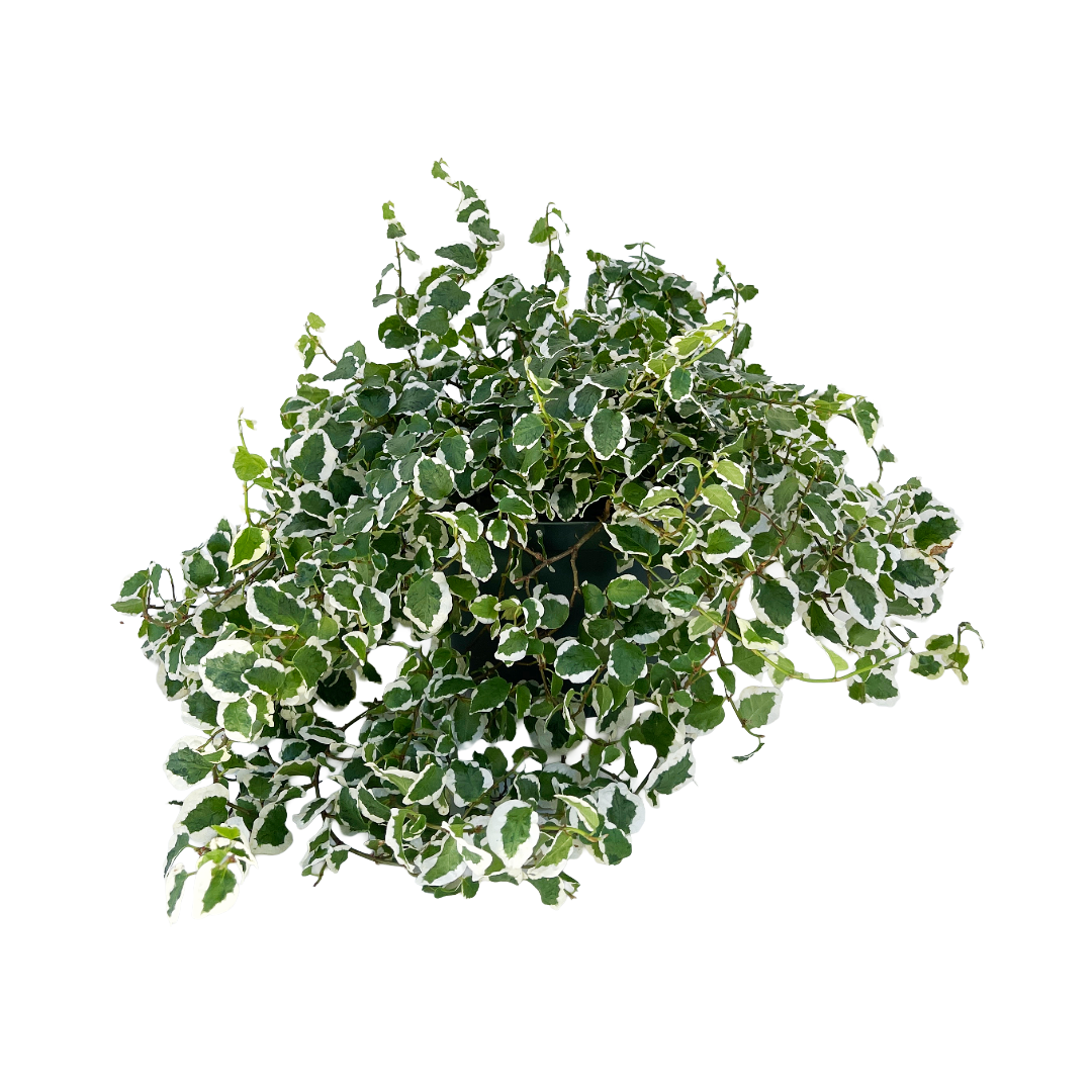 Ficus pumila 'Variegata' (Creeping Fig)