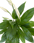 Spathiphyllum wallisii (Peace Lily)