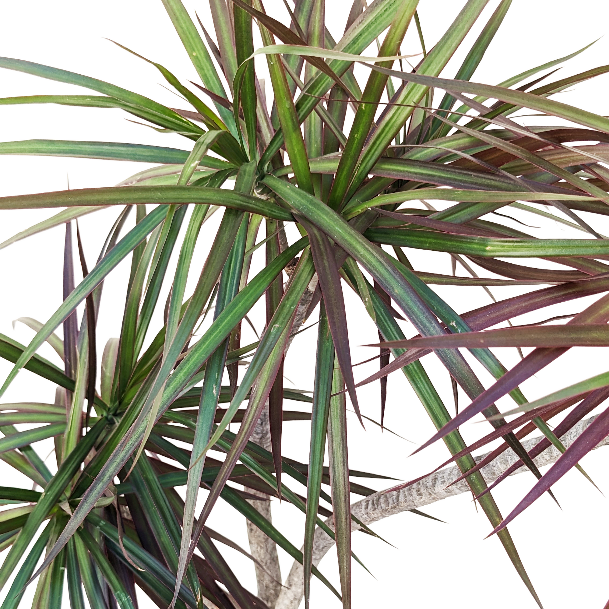 dracaena marginata chat Dracaena marginata – Diameter Plants
