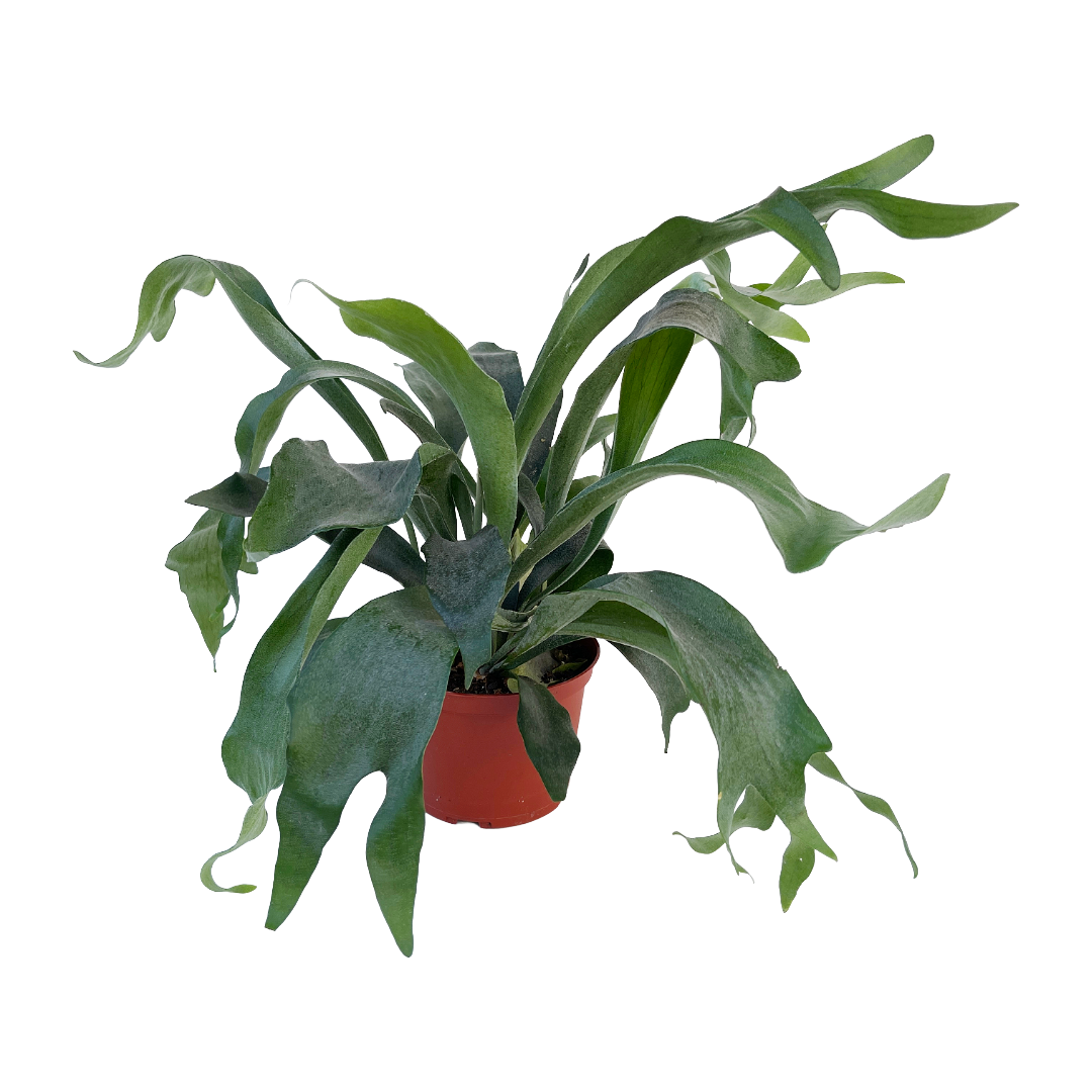 Platycerium bifurcatum (Staghorn Fern)