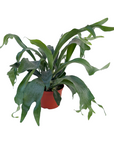 Platycerium bifurcatum (Staghorn Fern)