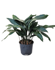 Aspidistra eliator (Cast Iron Plant)