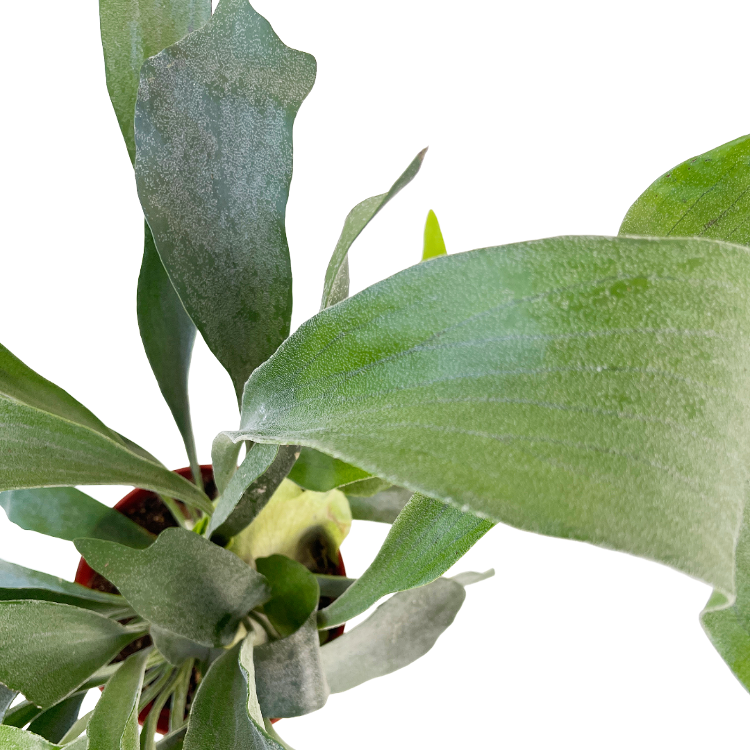Platycerium bifurcatum (Staghorn Fern) - Thumbnail 2