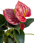 Anthurium 'Red'