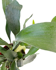 Platycerium bifurcatum (Staghorn Fern)