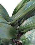 Aspidistra eliator (Cast Iron Plant)