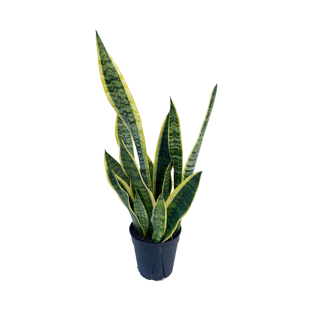 Sansevieria trifasciata 'Laurentii' - Thumbnail 2