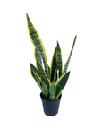 Sansevieria trifasciata 'Laurentii'