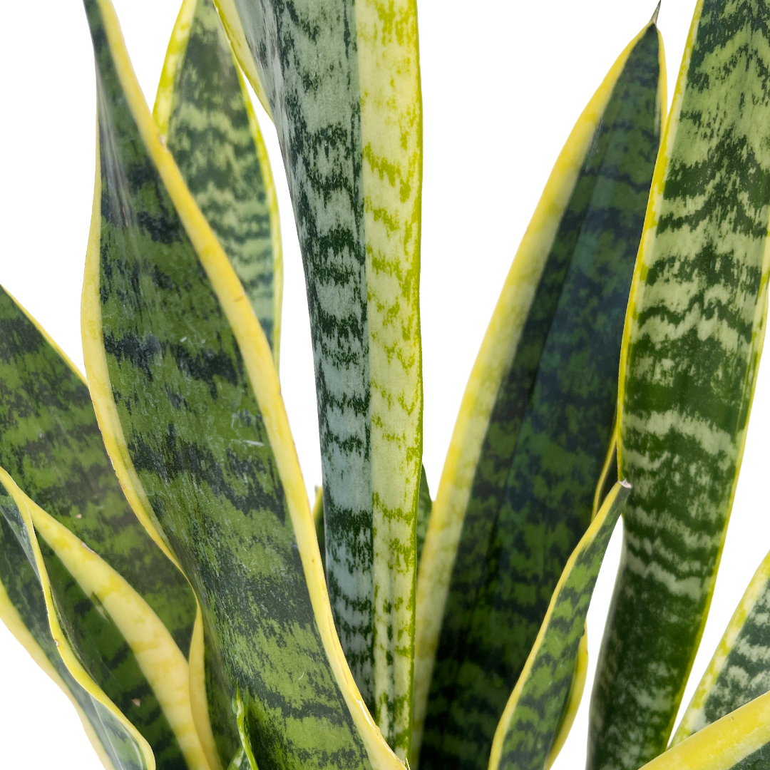 Sansevieria trifasciata 'Laurentii'