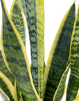 Sansevieria trifasciata 'Laurentii'