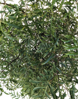 Polyscias fruticosa (Ming Aralia)