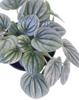 Peperomia caperata 'Frost'