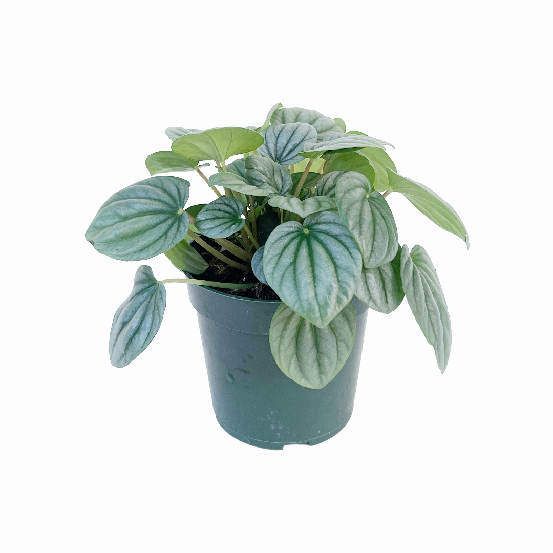 Peperomia caperata 'Frost'
