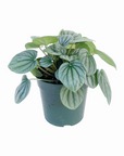 Peperomia caperata 'Frost'