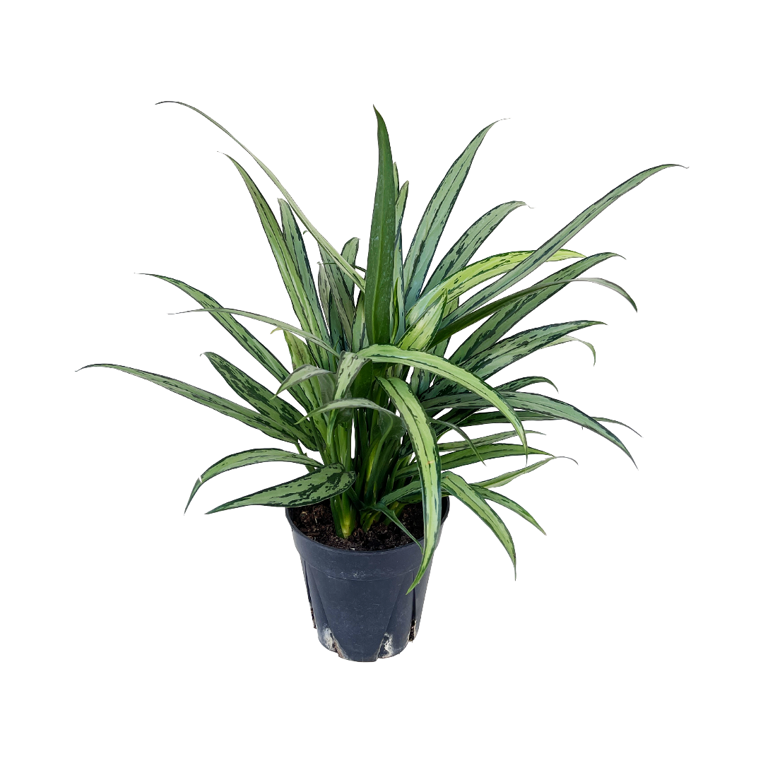 Aglaonema 'Cutlass'