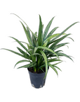 Aglaonema 'Cutlass'