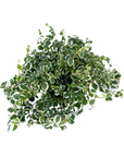 Ficus pumila 'Variegata' (Creeping Fig)