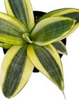Sansevieria trifasciata 'Golden Hahnii'