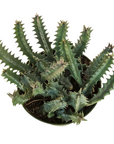 Huernia zebrina (Lifesaver Plant)