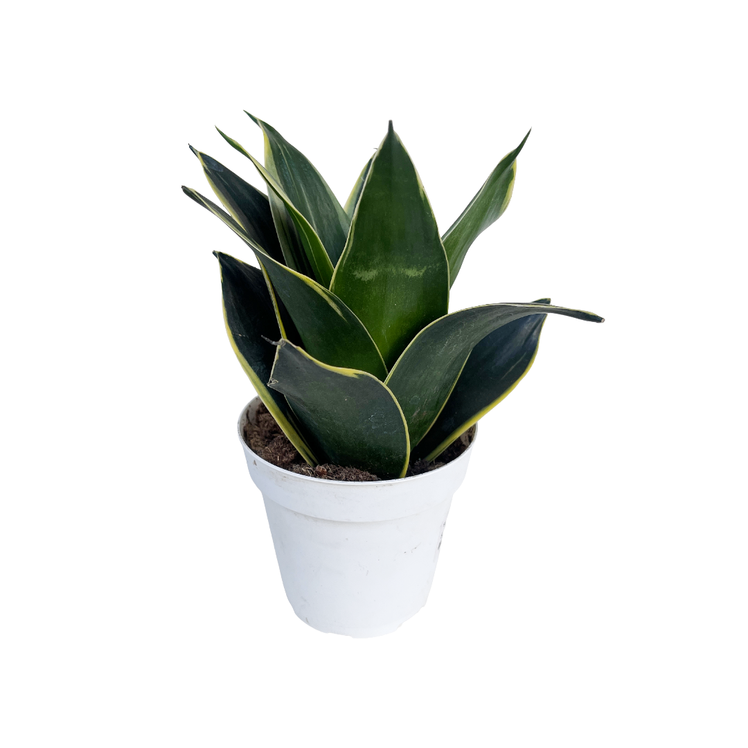 sansevieria trifasciata black star Sansevieria trifasciata 'Black Star'