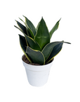 Sansevieria trifasciata 'Black Star'