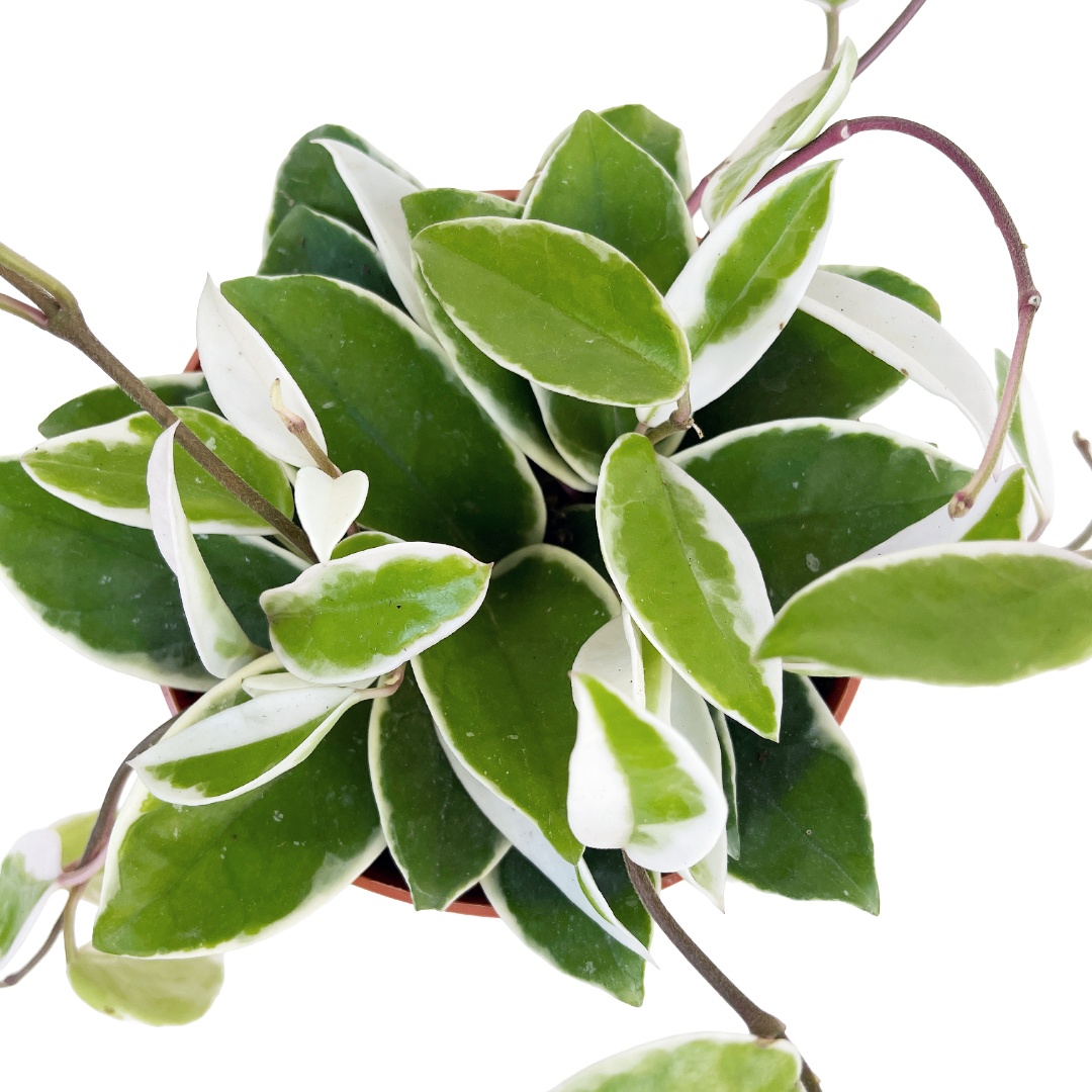 Hoya carnosa 'Krimson Queen'