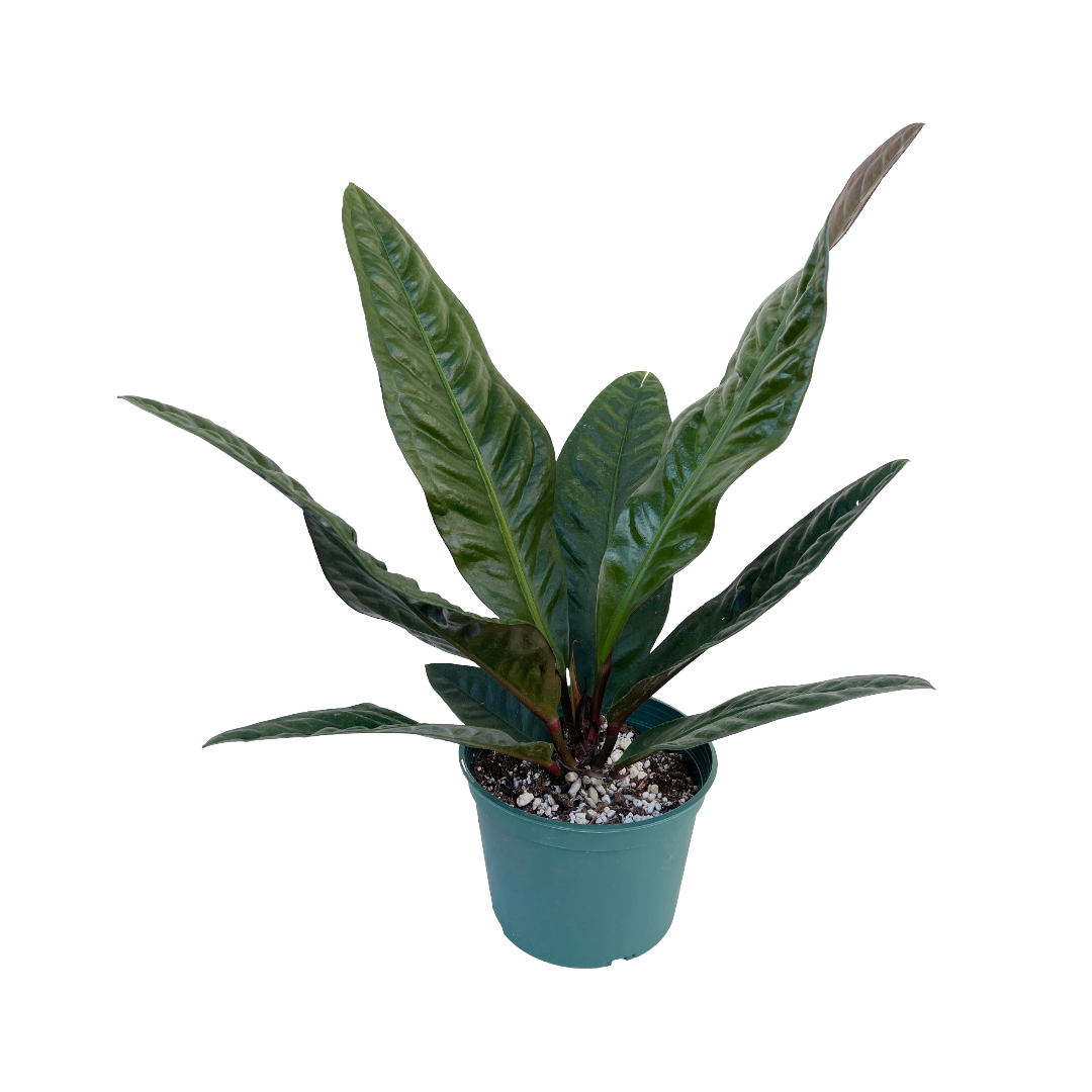 anthurium superbum for sale Anthurium Superbum